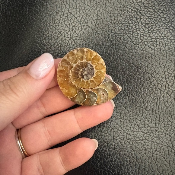 Beautiful Ammonite  - black ammonite fossil  🤩 For the fossil lovers - Picture 3 of 3